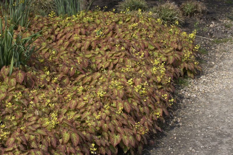 Frohnleiten-Garten-Elfenblume - Epimedium x perralchicum 'Frohnleiten'