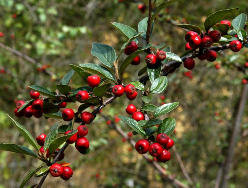 Fruchtmispel - Cotoneaster franchetii