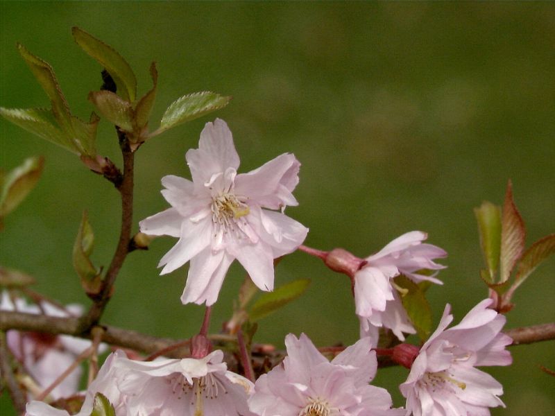 Frühlingskirsche 'Fukubana' - Prunus subhirtella 'Fukubana' CAC