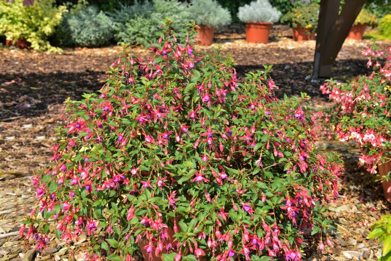 Fuchsie 'Tom Thumb' - Fuchsia x hybr.'Tom Thumb'