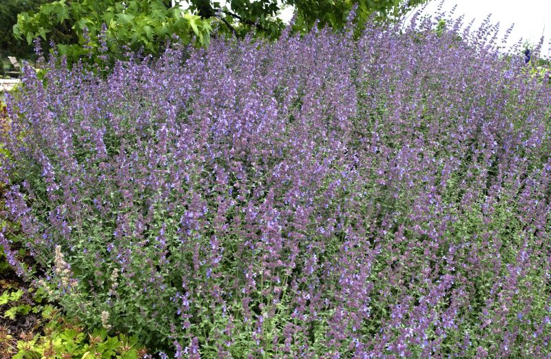 Garten-Bastard-Katzenminze 'Six Hills Giant' - Nepeta x faassenii 'Six Hills Giant'