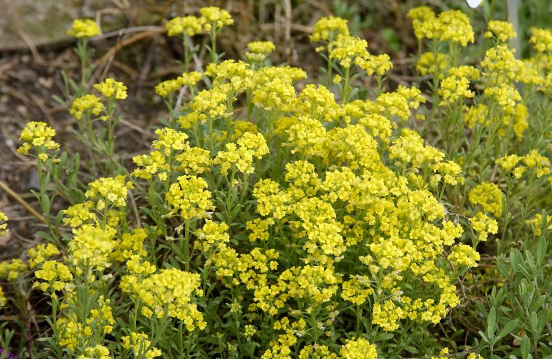 Garten-Berg-Steinkraut - Alyssum montanum 'Berggold'