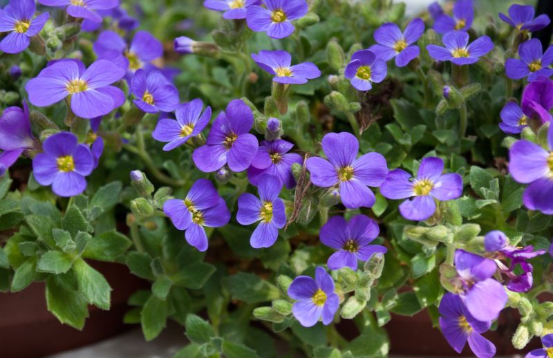 Garten-Blaukissen Blaumeise - Aubrieta x cult.'Blaumeise'