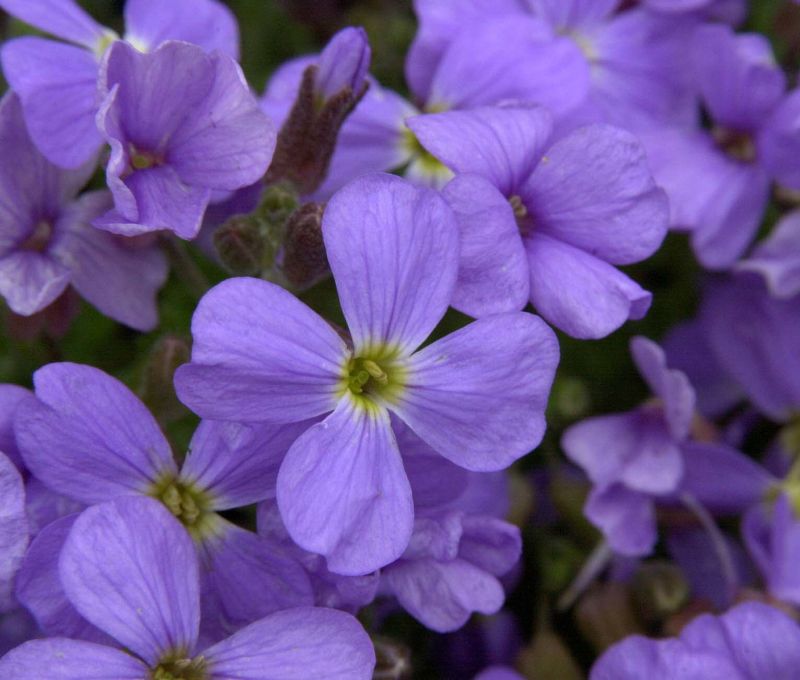 Garten-Blaukissen Neuling - Aubrieta x cult.'Neuling'