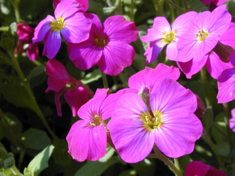 Garten-Blaukissen Red Carpet - Aubrieta x cult.'Red Carpet'