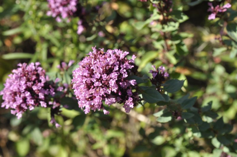 Garten-Blüten-Dost Herrenhausen - Origanum laevigatum 'Herrenhausen'