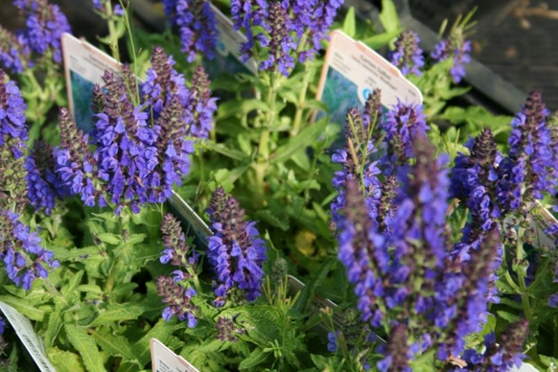 Garten-Blüten-Salbei 'Ostfriesland' - Salvia nemorosa 'Ostfriesland'