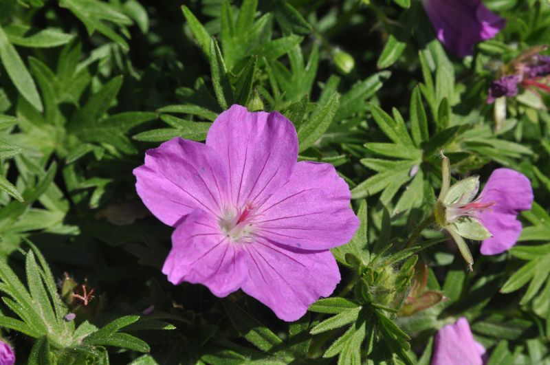 Garten-Blut-Storchschnabel Max Frei - Geranium sanguineum 'Max Frei'