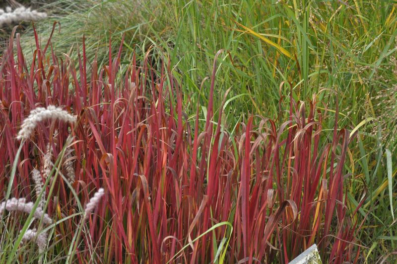 Garten-Blutgras - Imperata cylindrica var.koenig.'Red Baron'