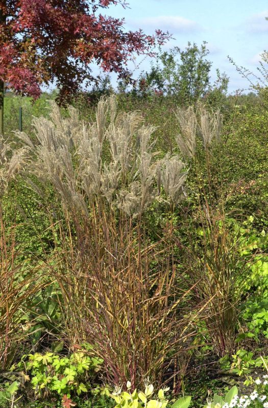 Garten-Chinaschilf, Garten-Landschilf Ferner Osten - Miscanthus sinensis 'Ferner Osten'