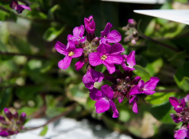 Garten-Gänsekresse Frühlingszauber - Arabis blepharophylla 'Frühlingszauber'
