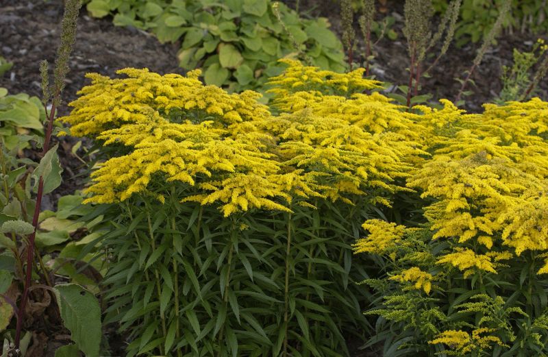 Garten-Goldrute - Solidago x cult.'Strahlenkrone'