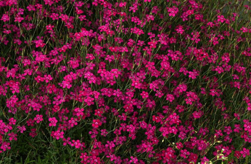 Garten-Heide-Nelke Brillant - Dianthus deltoides 'Brillant'