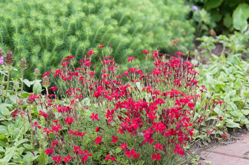 Garten-Heide-Nelke Leuchtfunk - Dianthus deltoides 'Leuchtfunk'