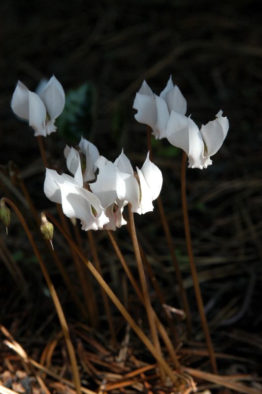 Garten-Herbst-Alpenveilchen Album - Cyclamen hederifolium 'Album'
