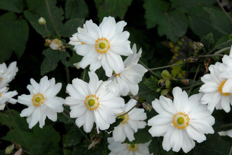 Garten-Herbst-Anemone Honorine Jobert - Anemone japonica 'Honorine Jobert'