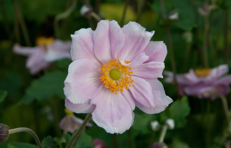 Garten-Herbst-Anemone Königin Charlotte - Anemone japonica 'Königin Charlotte'