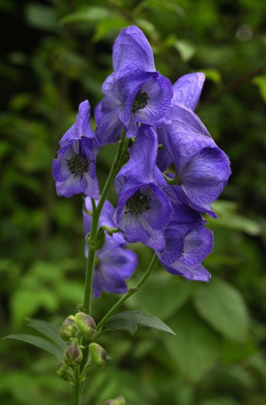 Garten-Herbst-Eisenhut Arendsii - Aconitum carmichaelii 'Arendsii'