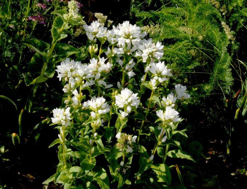 Garten-Knäuel-Glockenblume 'Alba' - Campanula glomerata 'Alba'