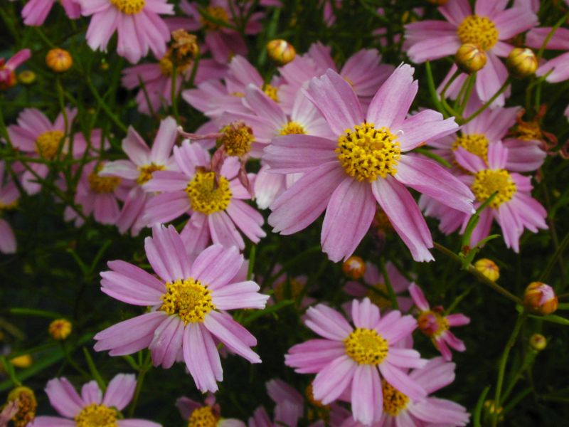 Garten-Mädchenauge American Dream - Coreopsis rosea 'American Dream'