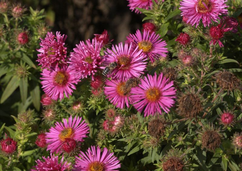 Garten-Raublatt-Aster Alma Pötschke - Aster novae-angliae 'Alma Pötschke'