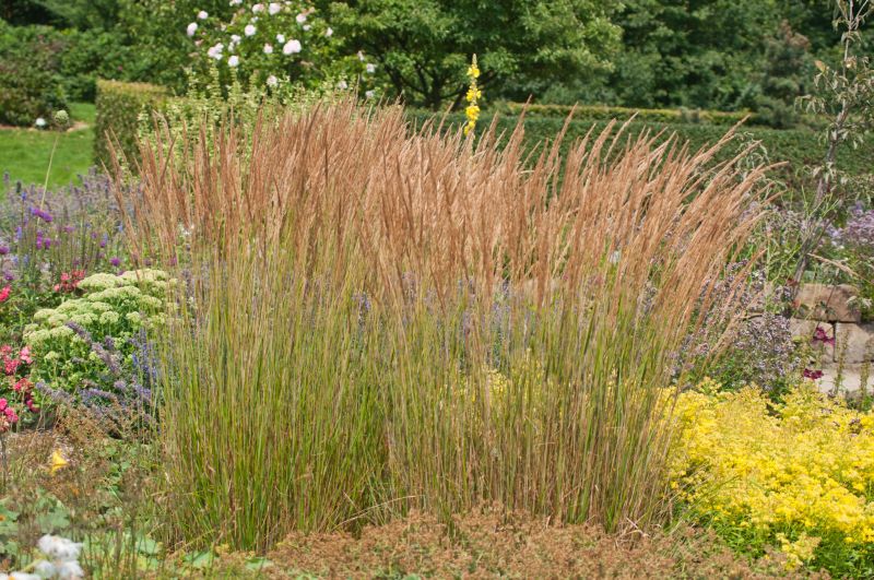 Garten-Reitgras Karl Foerster - Calamagrostis x acutiflora 'Karl Foerster'