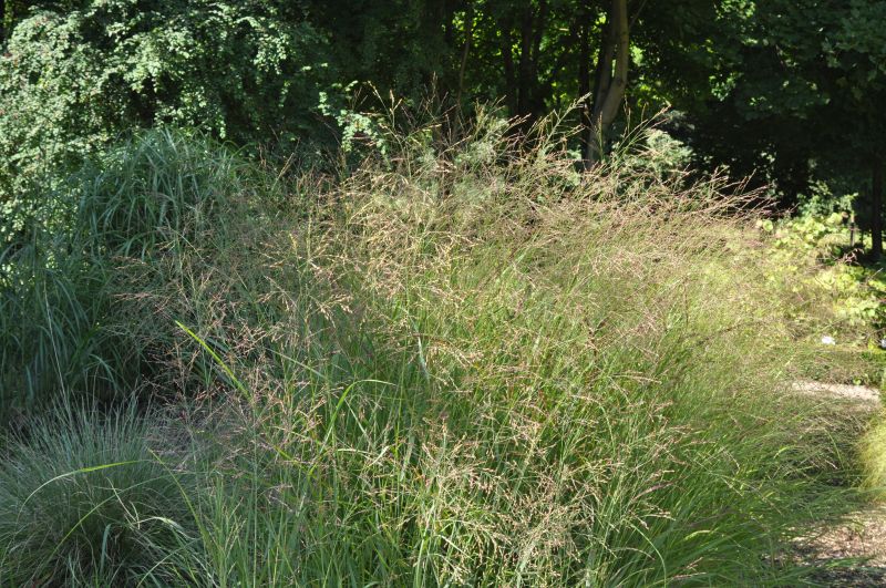 Garten-Ruten-Hirse Hänse Herms - Panicum virgatum 'Hänse Herms'