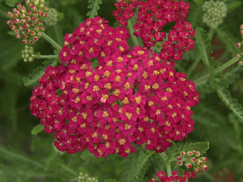 Garten-Schaf-Garbe Paprika - Achillea millefolium 'Paprika'