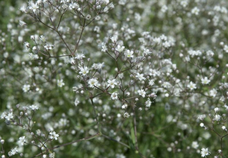 Garten-Schleierkraut Schneeflocke - Gypsophila paniculata 'Schneeflocke'