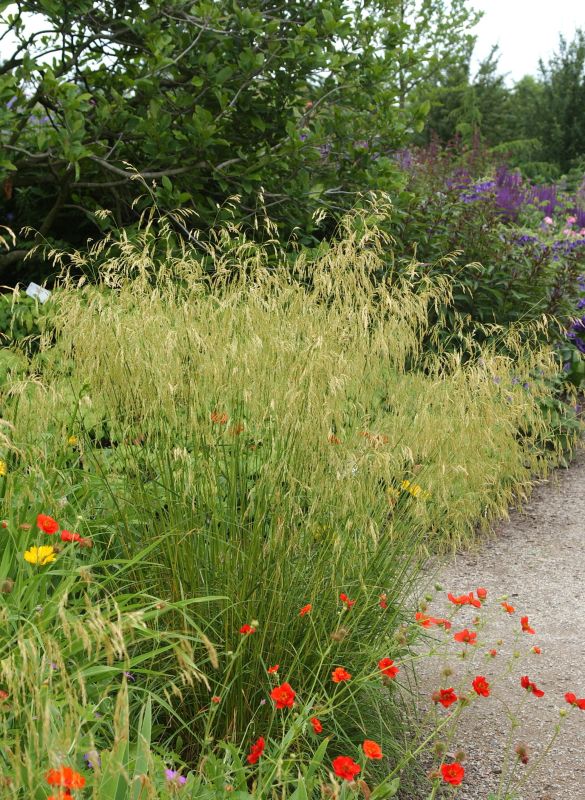 Garten-Schmiele - Deschampsia cespitosa 'Goldschleier'