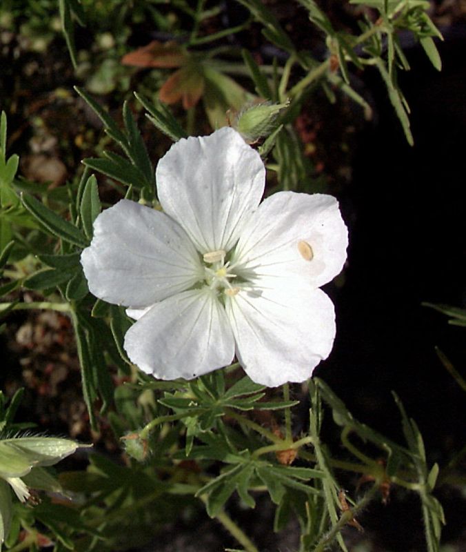 Garten-Schnee-Storchschnabel - Geranium sanguineum 'Album'