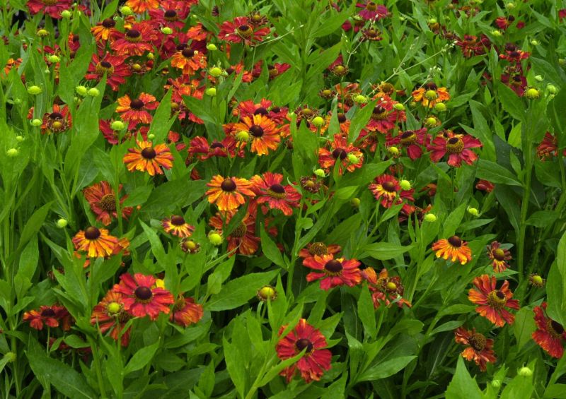 Garten-Sonnenbraut Baudirektor Linne - Helenium x cult.'Baudirektor Linne'