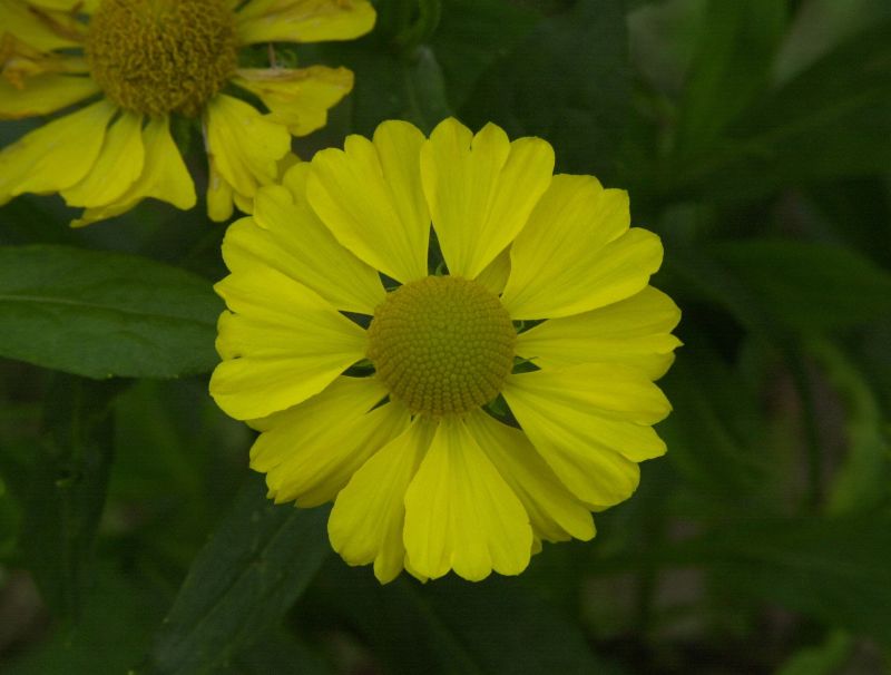 Garten-Sonnenbraut Kanaria - Helenium x cult.'Kanaria'