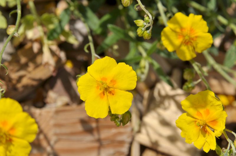 Garten-Sonnenröschen Sterntaler - Helianthemum x cult.'Sterntaler'
