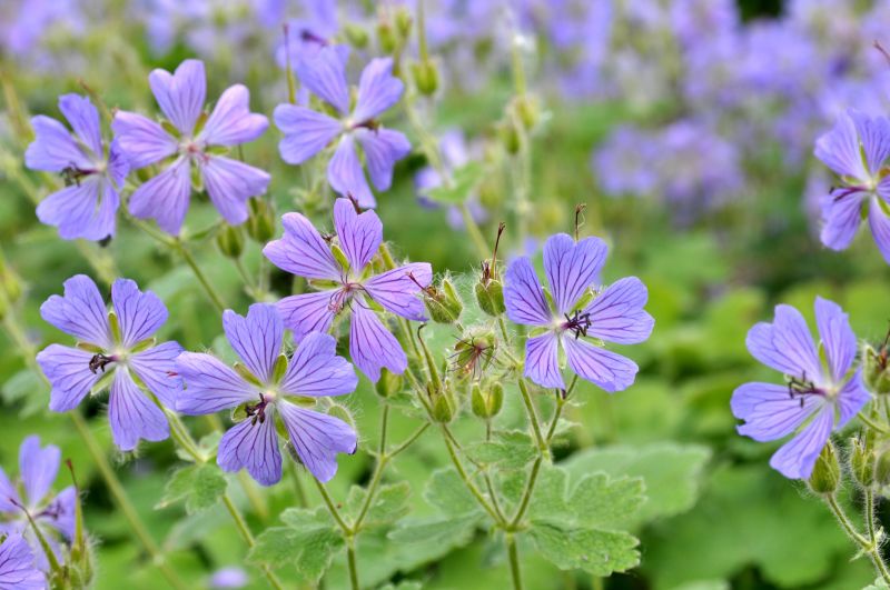 Garten-Storchschnabel Philippe Vapelle - Geranium renardii 'Philippe Vapelle'