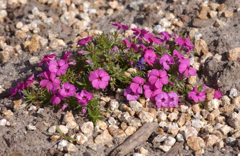 Garten-Teppich-Flammenblume Red Admiral - Phlox douglasii 'Red Admiral'