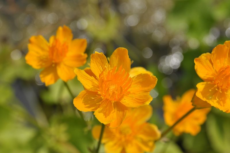 Garten-Trollblume - Trollius chinensis 'Golden Queen'