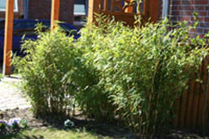 Gartenbambus 'Jumbo' - Fargesia murieliae 'Jumbo'