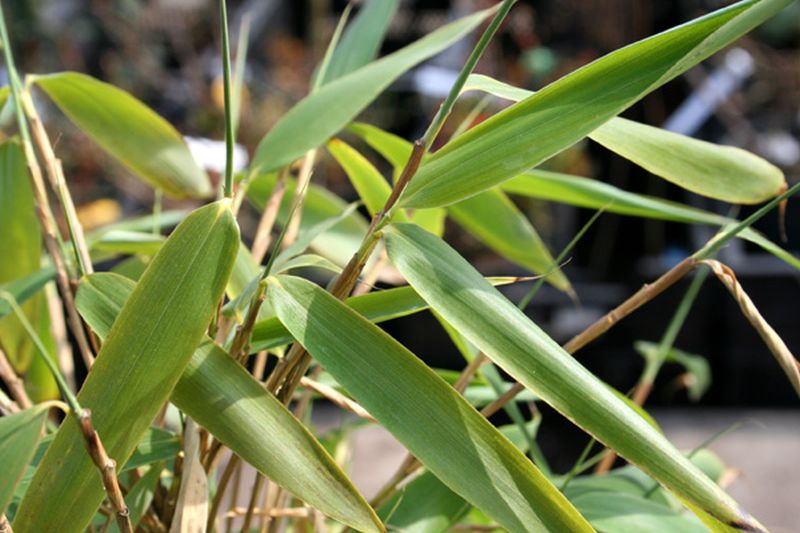 Gartenbambus 'Kranich' - Fargesia murieliae 'Kranich'