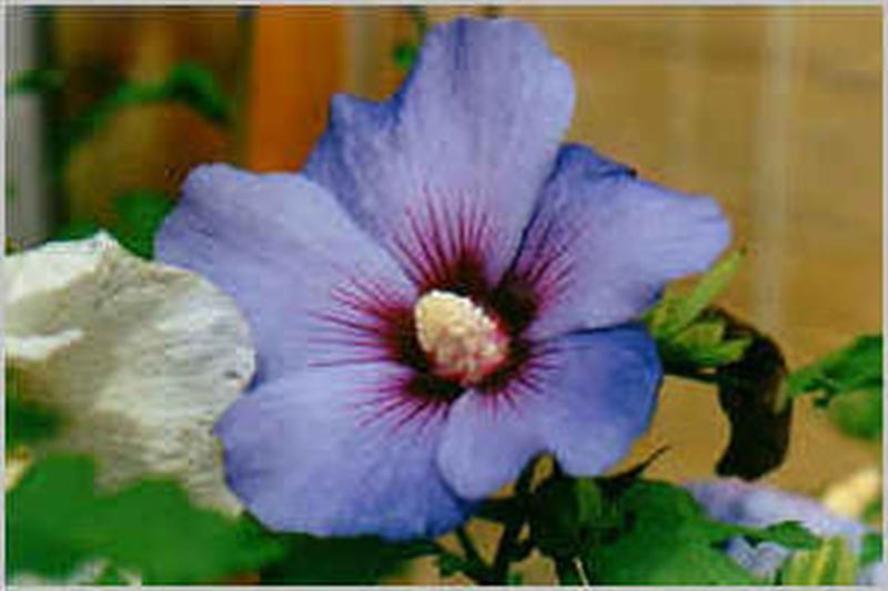 Garteneibisch 'Blue Bird' - Hibiscus syriacus 'Blue Bird'