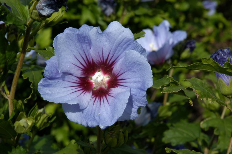 Garteneibisch 'Coelestis' - Hibiscus 'Coelestis'
