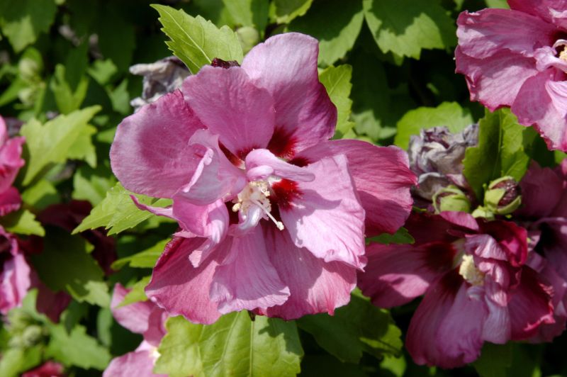 Garteneibisch 'Duc de Brabant' - Hibiscus syriacus 'Duc de Brabant'