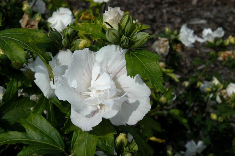 Garteneibisch 'Jeanne d'Arc' - Hibiscus syriacus 'Jeanne d'Arc'