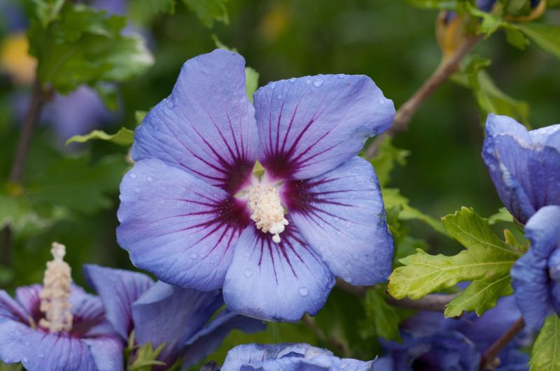 Garteneibisch 'Marina' - Hibiscus syriacus 'Marina'