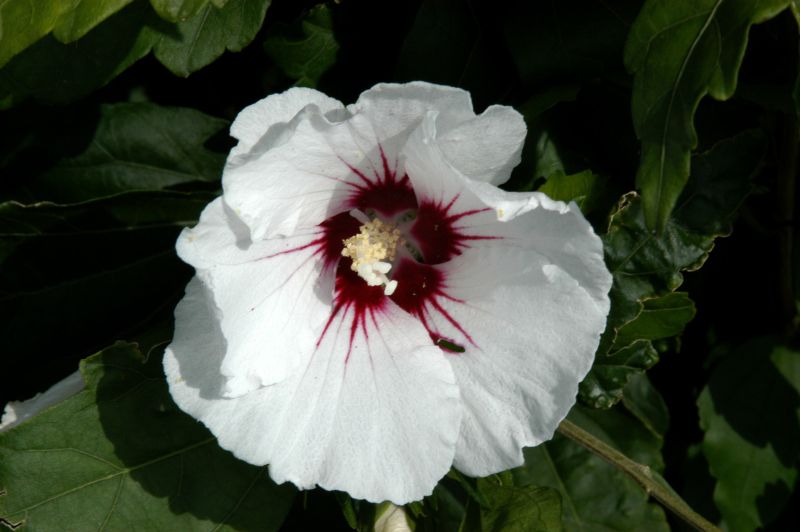 Garteneibisch 'Monstrosus' - Hibiscus 'Monstrosus'