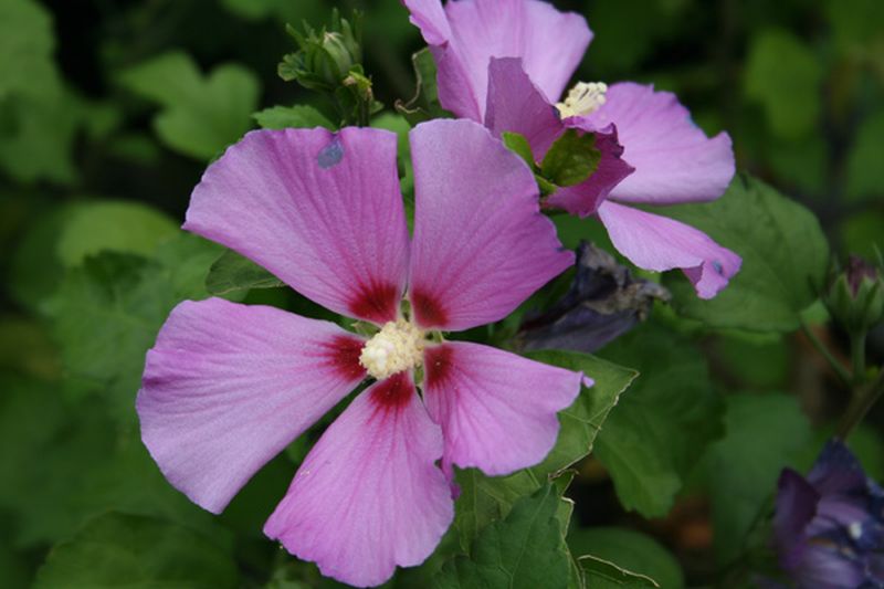 Garteneibisch 'Russian Violet' - Hibiscus syriacus 'Russian Violet'