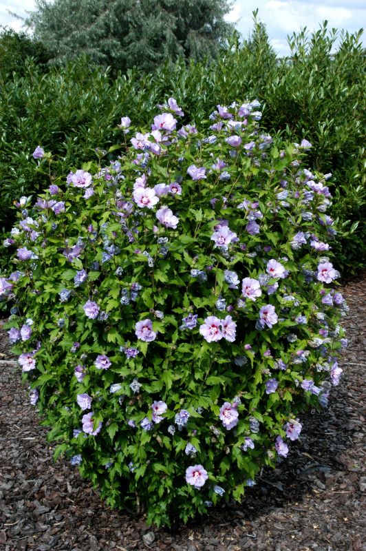 Garteneibisch 'Souvenir de Ch.Breton' - Hibiscus syriacus 'Souvenir de Ch.Breton'