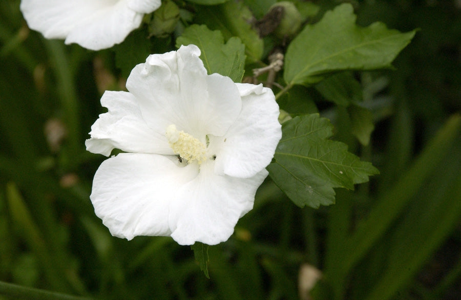 Garteneibisch 'William R.Smith' - Hibiscus syriacus 'William R.Smith'