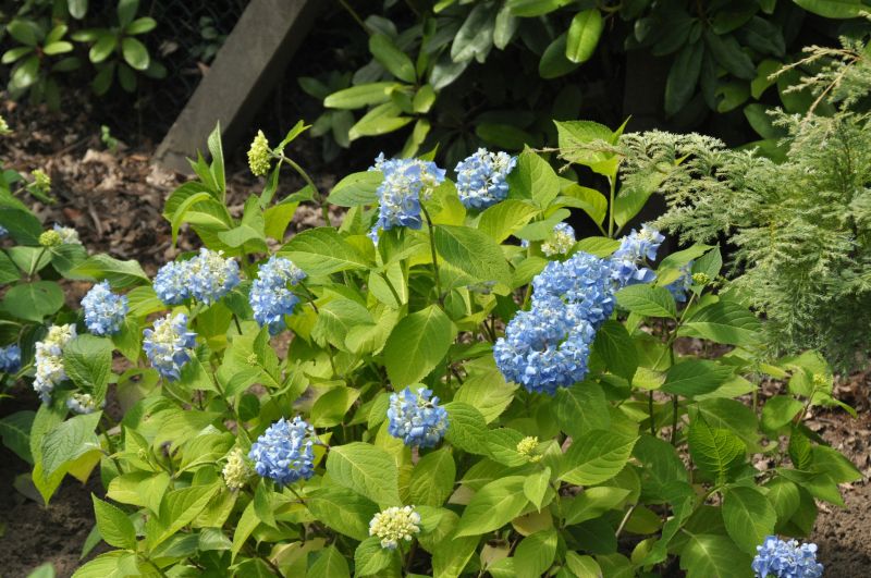 Gartenhortensie 'Endless Summer' - Hydrangea macr.'Endless Summer' ®