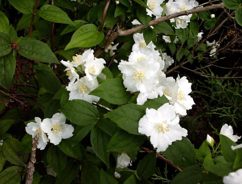 Gartenjasmin 'Manteau d'Hermine' - Philadelphus 'Manteau d'Hermine'